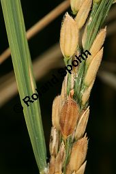 Reis, Oryza sativa 'Axios', Poaceae, Oryza sativa 'Axios', Reis, fruchtend Kauf von 06401oryza_sativa_axiosimg_5333.jpg