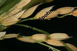 Reis, Oryza sativa 'Axios', Poaceae, Oryza sativa 'Axios', Reis, fruchtend Kauf von 06401oryza_sativa_axiosimg_5334.jpg