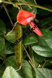Dunkle Purpurbohne, Kennedia rubicunda, Fabaceae, Kennedia rubicunda, Dunkle Purpurbohne, fruchtend Kauf von 06407_kennedia_rubicunda_img_1106.jpg