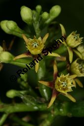Tassadia sp., Asclepiadaceae, Tassadia sp., Blhend Kauf von 06409tassadia_spimg_5567.jpg