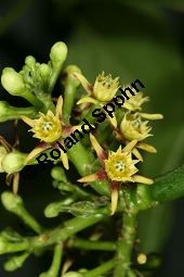 Tassadia sp., Asclepiadaceae, Tassadia sp., Blhend Kauf von 06409tassadia_spimg_5568.jpg