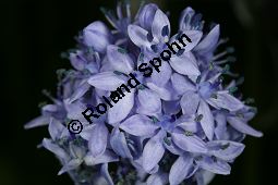 Italienischer Blaustern, Hyacinthoides italica Kauf von 06412hyacinthoides_italicaimg_5759.jpg
