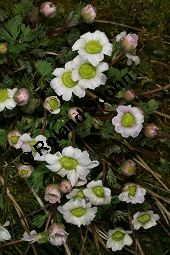 Jägerblume, Callianthemum anemonioides Kauf von 06415callianthemum_anemonioidesimg_5781.jpg