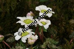 Jägerblume, Callianthemum anemonioides Kauf von 06415callianthemum_anemonioidesimg_5782.jpg