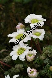Jägerblume, Callianthemum anemonioides Kauf von 06415callianthemum_anemonioidesimg_5785.jpg