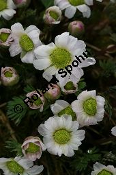 Jägerblume, Callianthemum anemonioides Kauf von 06415callianthemum_anemonioidesimg_5786.jpg