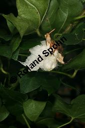 Baumfrmige Baumwolle, Gossypium arboreum, Malvaceae, Gossypium arboreum, Baumfrmige Baumwolle, fruchtend Kauf von 06417gossypium_arboreumimg_5963.jpg