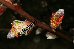Salix crataegifolia, Mehlbeerenblättrige Weide Kauf von 06420salix_crataegifoliaimg_5999.jpg
