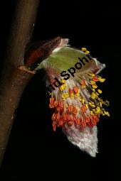 Salix crataegifolia, Mehlbeerenblättrige Weide Kauf von 06420salix_crataegifoliaimg_6000.jpg