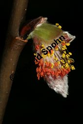 Salix crataegifolia, Mehlbeerenblättrige Weide Kauf von 06420salix_crataegifoliaimg_6001.jpg