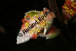 Salix crataegifolia, Mehlbeerenblättrige Weide Kauf von 06420salix_crataegifoliaimg_6002.jpg