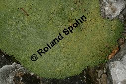 Polster-Sandkraut, Arenaria pulvinata Kauf von 06421arenaria_pulvinataimg_6008.jpg