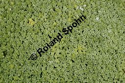 Polster-Sandkraut, Arenaria pulvinata Kauf von 06421arenaria_pulvinataimg_6009.jpg