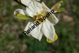 Scheinparrotie, Parrotiopsis jacquemontiana, Parrotia jacquemontiana Kauf von 06422parrotiopsis_jacquemontianaimg_6157.jpg