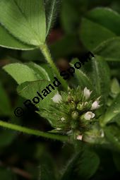 Gestreifter Klee, Trifolium striatum Kauf von 06425trifolium_striatumimg_6210.jpg