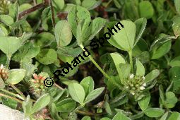 Gestreifter Klee, Trifolium striatum Kauf von 06425trifolium_striatumimg_6212.jpg