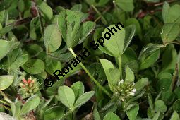 Gestreifter Klee, Trifolium striatum Kauf von 06425trifolium_striatumimg_6213.jpg