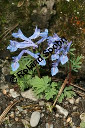 Blauer Himalaya-Lerchensporn, Corydalis cashmeriana, Fumariaceae, Corydalis cashmeriana, Blauer Himalaye-Lerchensporn, Blühend Kauf von 06427corydalis_cashmerianaimg_6225.jpg