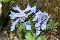 Blauer Himalaya-Lerchensporn, Corydalis cashmeriana, Fumariaceae, Corydalis cashmeriana, Blauer Himalaye-Lerchensporn, Blhend Kauf von 06427corydalis_cashmerianaimg_6226.jpg