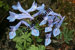 Blauer Himalaya-Lerchensporn, Corydalis cashmeriana, Fumariaceae, Corydalis cashmeriana, Blauer Himalaye-Lerchensporn, Blühend Kauf von 06427corydalis_cashmerianaimg_6227.jpg