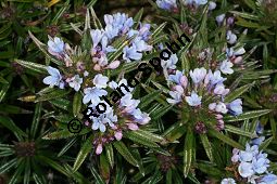 Lithodora zahnii, Boraginaceae, Lithodora zahnii, Blhend Kauf von 06428lithodora_zahniiimg_6241.jpg