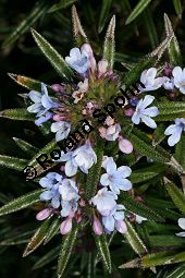 Lithodora zahnii, Boraginaceae, Lithodora zahnii, Blhend Kauf von 06428lithodora_zahniiimg_6242.jpg