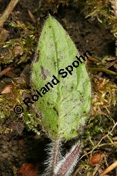 Wald-Habichtskraut, Hieracium murorum, Hieracium sylvaticum Kauf von 06430hieracium_murorumimg_6339.jpg