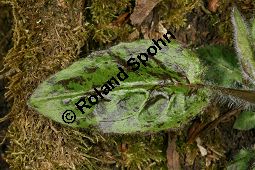 Wald-Habichtskraut, Hieracium murorum, Hieracium sylvaticum Kauf von 06430hieracium_murorumimg_6340.jpg