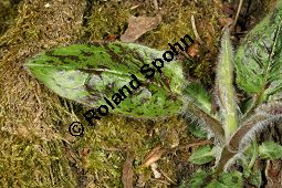 Wald-Habichtskraut, Hieracium murorum, Hieracium sylvaticum Kauf von 06430hieracium_murorumimg_6342.jpg