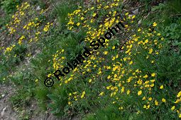 Wald-Habichtskraut, Hieracium murorum, Hieracium sylvaticum Kauf von 06430hieracium_murorumimg_7447.jpg