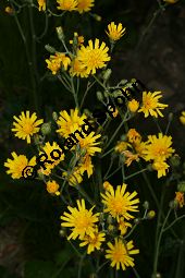 Wald-Habichtskraut, Hieracium murorum, Hieracium sylvaticum Kauf von 06430hieracium_murorumimg_7448.jpg