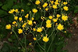 Wald-Habichtskraut, Hieracium murorum, Hieracium sylvaticum Kauf von 06430hieracium_murorumimg_7449.jpg