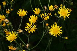 Wald-Habichtskraut, Hieracium murorum, Hieracium sylvaticum Kauf von 06430hieracium_murorumimg_7450.jpg