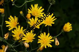 Wald-Habichtskraut, Hieracium murorum, Hieracium sylvaticum Kauf von 06430hieracium_murorumimg_7451.jpg