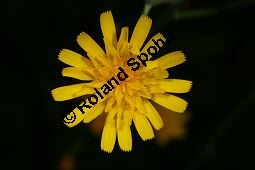 Wald-Habichtskraut, Hieracium murorum, Hieracium sylvaticum Kauf von 06430hieracium_murorumimg_7452.jpg