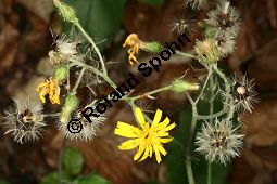 Wald-Habichtskraut, Hieracium murorum, Hieracium sylvaticum Kauf von 06430hieracium_murorumimg_8111.jpg