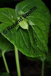 Wunder-Veilchen, Viola mirabilis Kauf von 06431_viola_mirabilis_dsc_3991.jpg