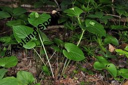 Wunder-Veilchen, Viola mirabilis Kauf von 06431_viola_mirabilis_dsc_3994.jpg