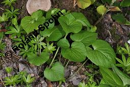 Wunder-Veilchen, Viola mirabilis Kauf von 06431_viola_mirabilis_dsc_3995.jpg