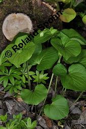 Wunder-Veilchen, Viola mirabilis Kauf von 06431_viola_mirabilis_dsc_3996.jpg