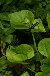 Wunder-Veilchen, Viola mirabilis Kauf von 06431_viola_mirabilis_img_3016.jpg