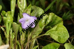Wunder-Veilchen, Viola mirabilis Kauf von 06431viola_mirabilisimg_6378.jpg