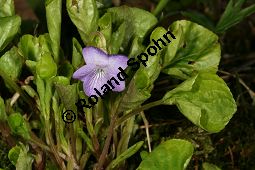 Wunder-Veilchen, Viola mirabilis Kauf von 06431viola_mirabilisimg_6379.jpg
