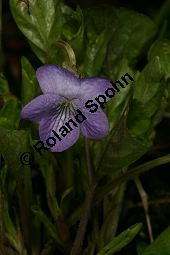 Wunder-Veilchen, Viola mirabilis Kauf von 06431viola_mirabilisimg_6380.jpg