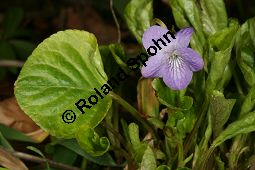 Wunder-Veilchen, Viola mirabilis Kauf von 06431viola_mirabilisimg_6381.jpg
