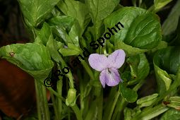 Wunder-Veilchen, Viola mirabilis Kauf von 06431viola_mirabilisimg_6403.jpg