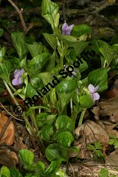 Wunder-Veilchen, Viola mirabilis Kauf von 06431viola_mirabilisimg_6404.jpg