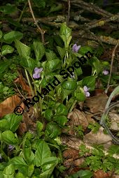 Wunder-Veilchen, Viola mirabilis Kauf von 06431viola_mirabilisimg_6408.jpg