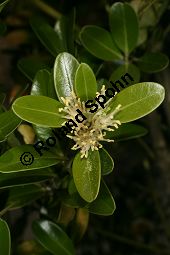 Poleiblättrige Lorbeerrose, Kalmia polifolia, Ericaceae, Kalmia polifolia, Poleiblättrige Lorbeerrose, Blühend Kauf von 06435buxus_balearicaimg_6823.jpg