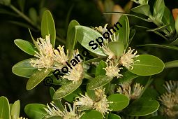 Poleiblttrige Lorbeerrose, Kalmia polifolia, Ericaceae, Kalmia polifolia, Poleiblttrige Lorbeerrose, Blhend Kauf von 06435buxus_balearicaimg_6824.jpg